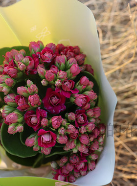 劳拉紫色长寿花稀有新品重瓣带花苞客厅阳台花卉耐寒年宵花好养