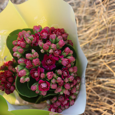 劳拉紫色长寿花稀有新品重瓣带花苞客厅阳台花卉耐寒年宵花好养