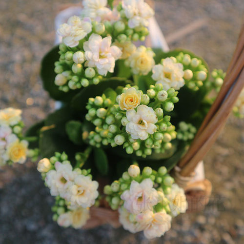 变色柠檬水果糖长寿花室内花卉