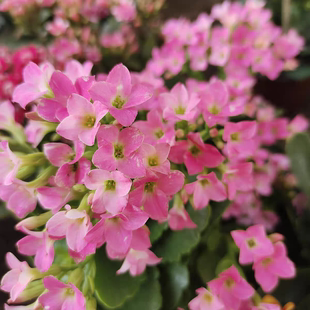 单瓣哈瑞特长寿花带花苞花卉盆栽花期长好养开花不断年宵花室内