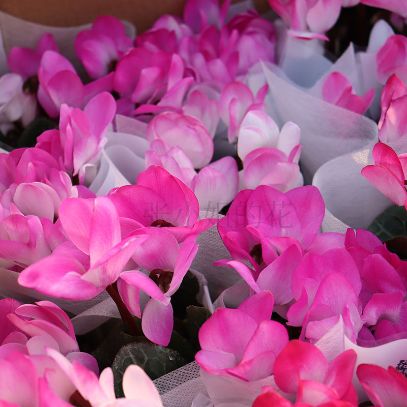 海市蜃楼变色仙客来带花苞冬季花耐寒花期长好养客厅植物阳台花卉