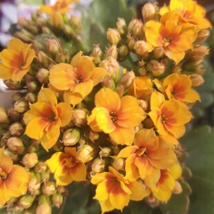 单瓣火炬长寿花小盆栽带花苞室内客厅阳台花卉四季好养活花期长