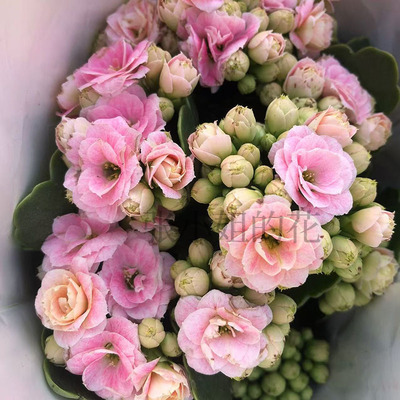 大颗克拉拉长寿花盆栽带花苞重瓣室内阳台花卉好养四季耐寒植物