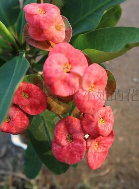 大叶大花虎刺梅花卉盆栽四季室内铁海棠阳台绿植好养庭院花期长