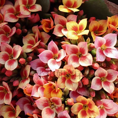 单瓣丹霞长寿花新品种长寿花复色新品种带花苞好养活