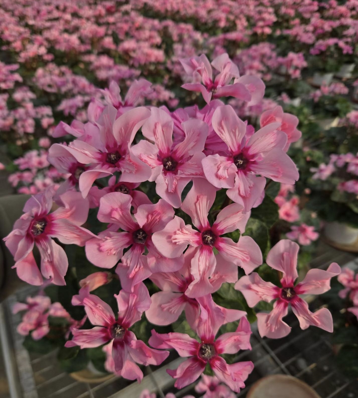 稀有品种带花苞幻雅仙客来花卉盆栽耐寒室内阳台年宵花卉花期长
