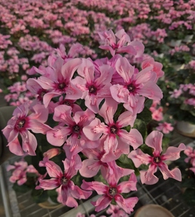 稀有品种带花苞幻雅仙客来花卉盆栽耐寒室内阳台年宵花卉花期长