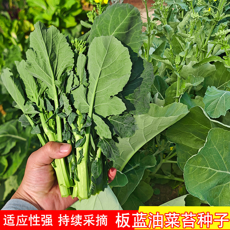 板蓝根油菜苔种子甜脆青菜苔种籽农家菜园小青菜秋冬蔬菜种孑种籽