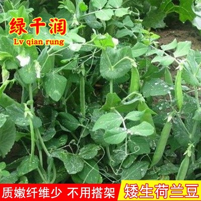 农家白花肉豆不搭架四季矮生