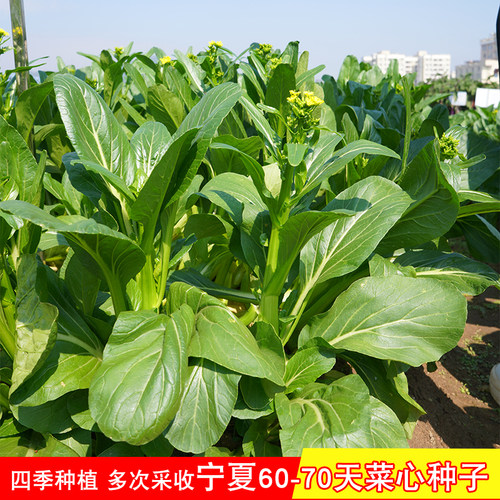 宁夏60-70天甜脆菜心种子四季油菜籽耐热农家菜园阳台盆栽蔬菜孑