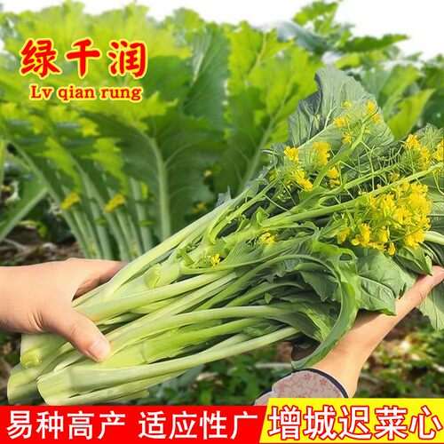农家种子广东秋冬季增城迟菜心