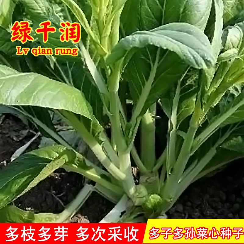 多芽菜苔种籽多子多福连州菜心春秋四季早熟耐寒农家高产蔬菜种子