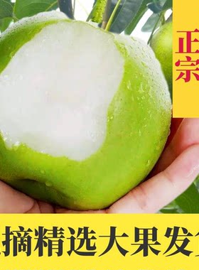四川广元苍溪翠冠梨当季水果