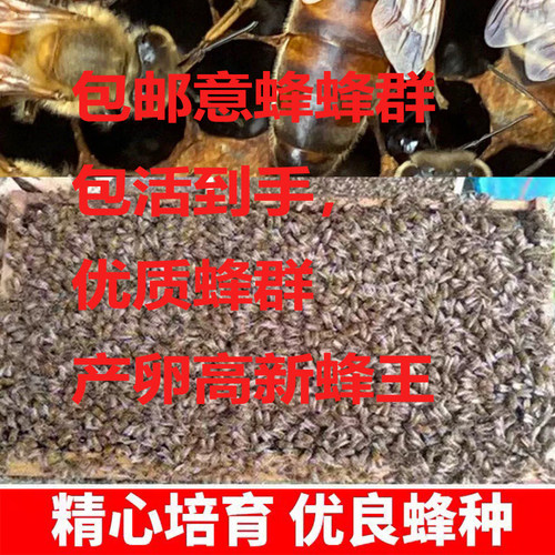 意蜂活体蜂群出售产卵王出售