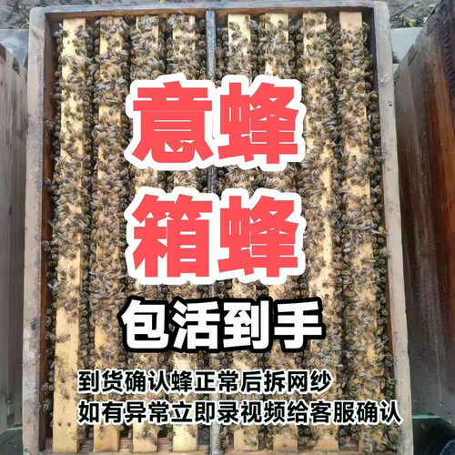 蜜蜂活蜂带王出售意蜂蜂群种蜂王
