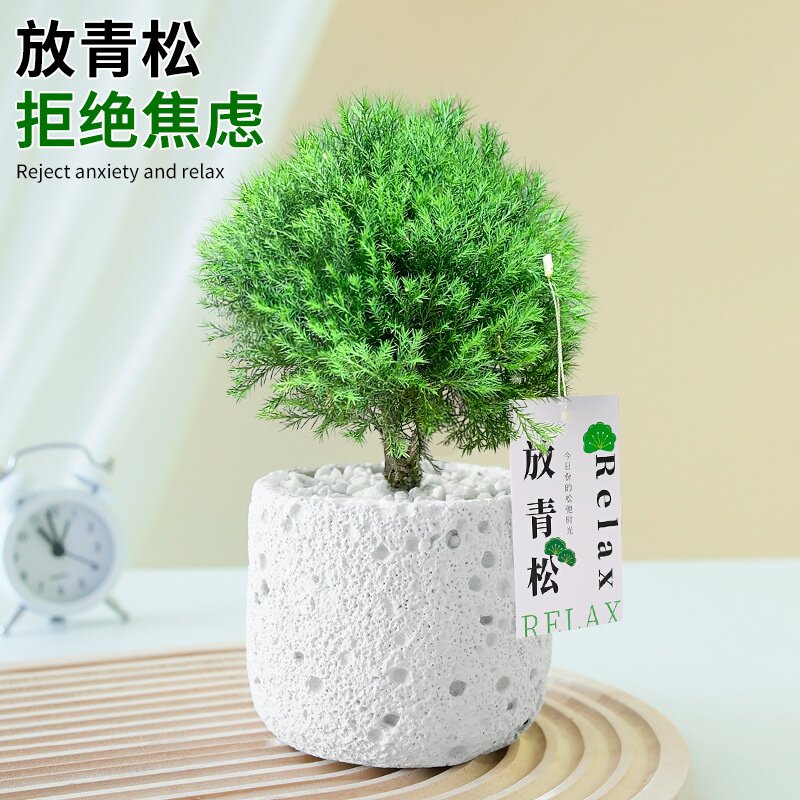 放青松绿植雾凇小盆栽办公桌面雾