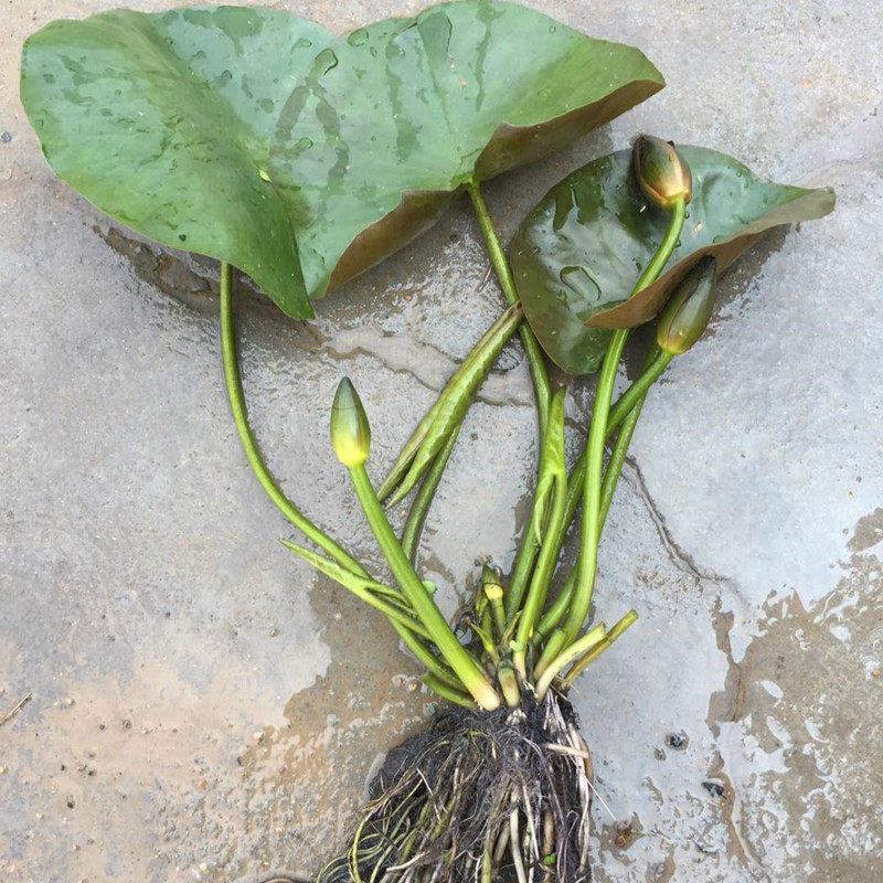 大睡莲根茎庭院池塘鱼池水培植物四季莲花特大苗盆栽水养荷花造景