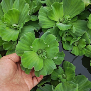 水芙蓉水浮莲水浮萍水葫芦水生水草植物水培净化水质龟缸水族造景