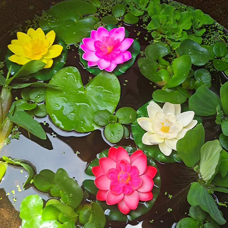 水葫芦浮萍水浮莲养虾鱼缸池塘造景水培植物净化水质荷花睡莲水草