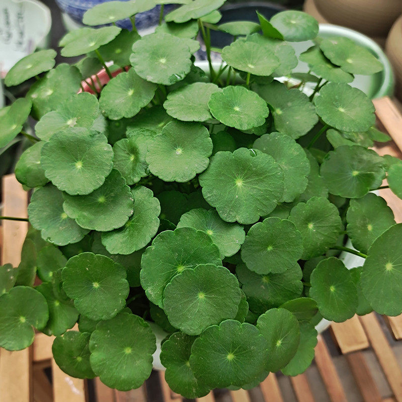 铜钱草水培植物水养特大带叶子四季常青金钱草苗土培根茎绿植盆栽