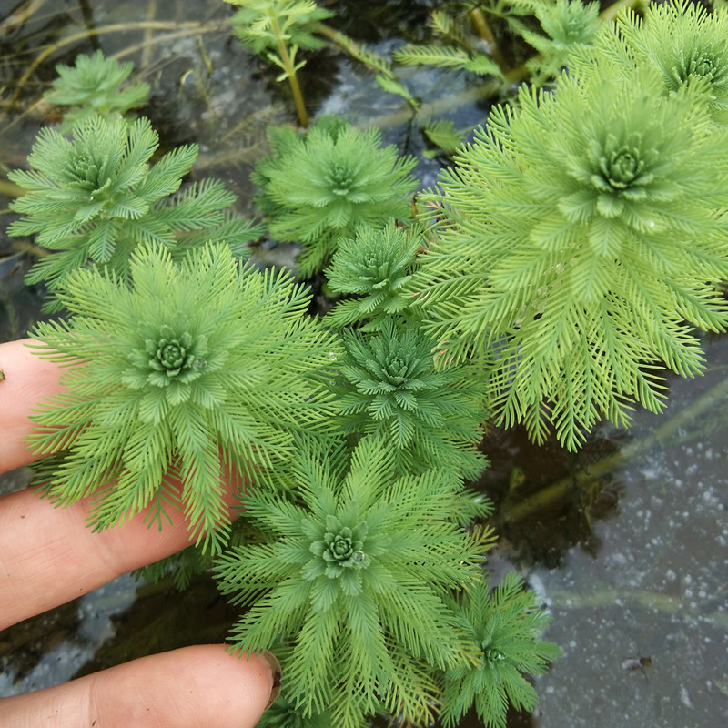 粉绿虎狐尾藻羽毛苗水生植物养殖鱼龙虾池塘缸河道绿造景净化水质