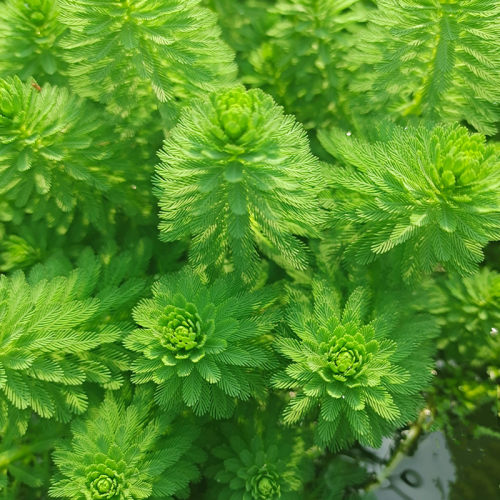 粉绿狐尾藻水草池塘河道养虾