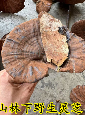 正宗林下野生灵芝椴木紫芝干货整枝不苦长柄含孢子粉大约6-12公分
