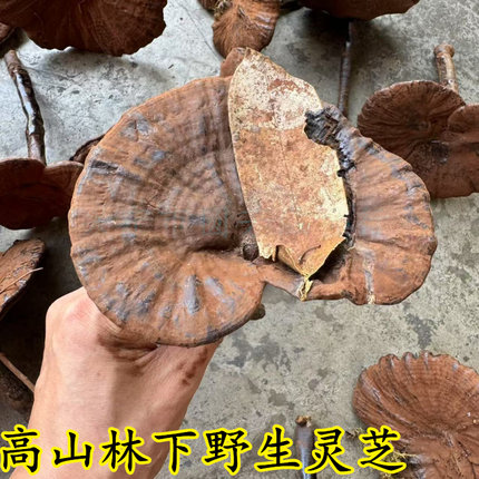 正宗林下野生灵芝椴木紫芝干货整枝不苦长柄含孢子粉大约6-12公分