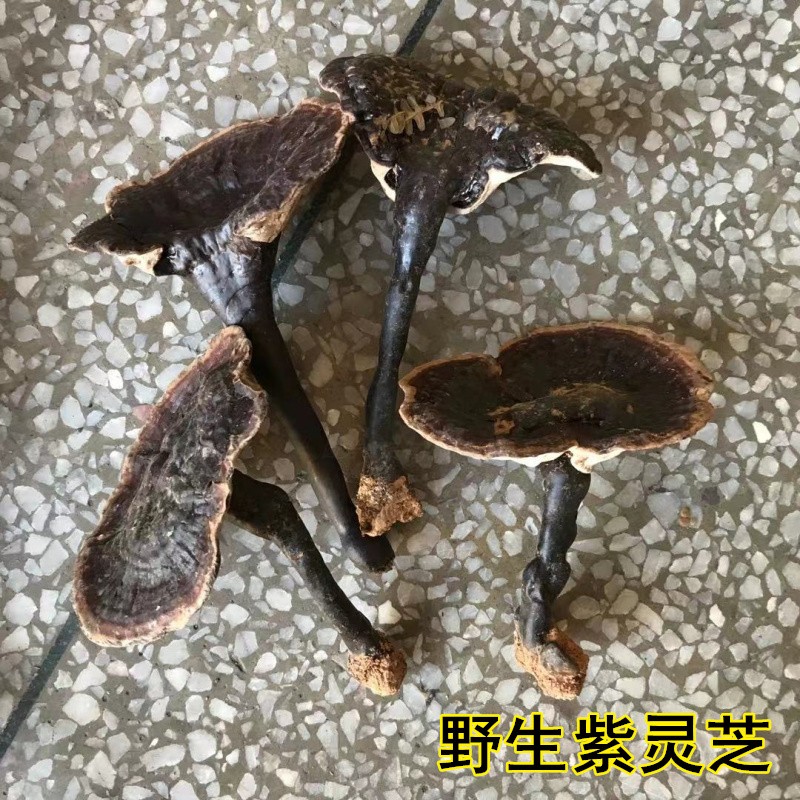 野生紫灵芝干货带柄中小个紫灵芝