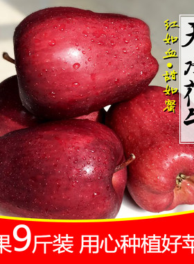 花牛苹果天水75-80苹果现摘