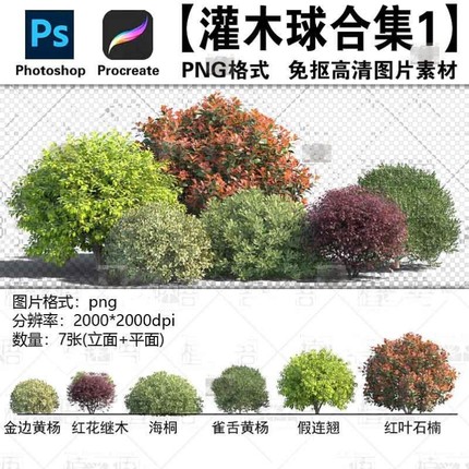 灌木球png免抠ps透明底平立面常绿造型植物procreate高清图片素材