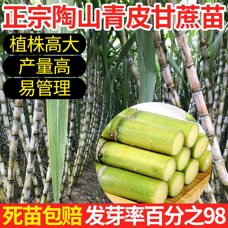 陶山甘蔗芽12根每根2-5芽孢绿皮甘蔗青皮果蔗高出芽