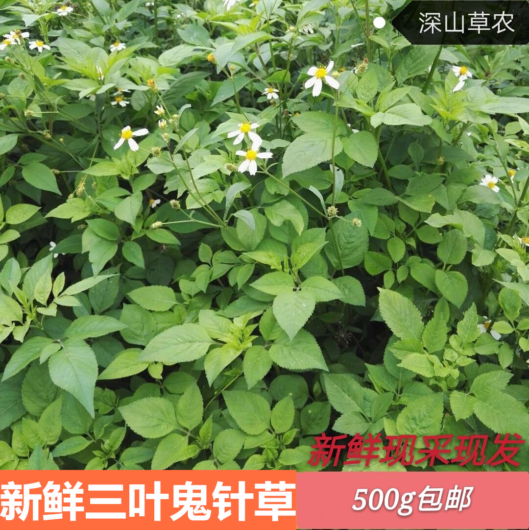 广东新鲜鬼针草泡茶四方枝三叶一包针儿童热疹洗澡农村中草药