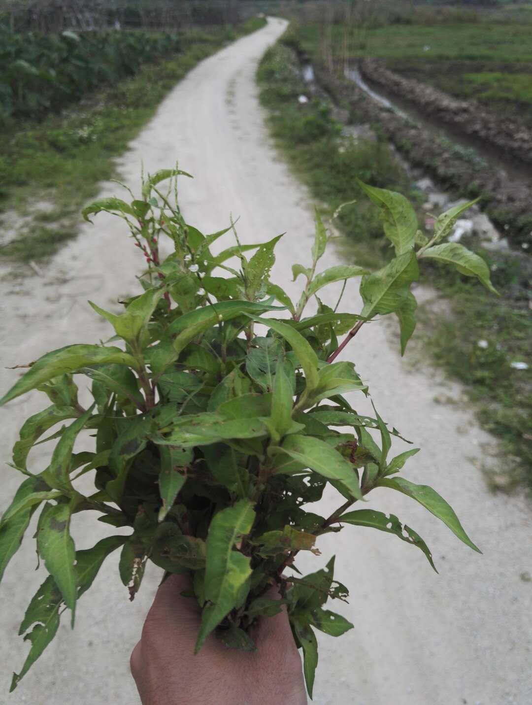 广西现採白花辣蓼草新鲜辣蓼红辣蓼辣马蓼500g白辣蓼酒曲材料