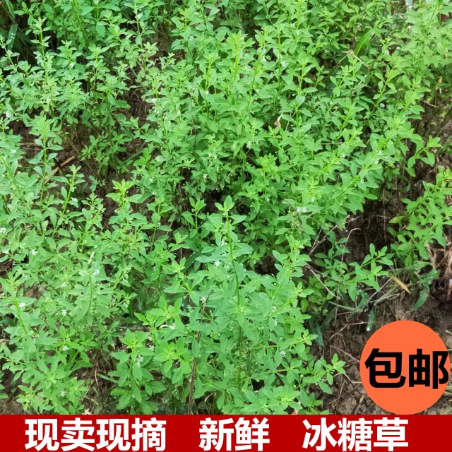 冰糖草新鲜深山原生节珠子草潮汕白糖...