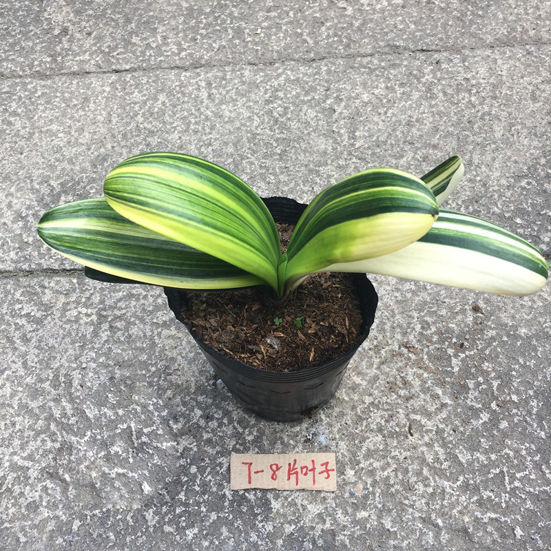 君子兰盆栽小苗鸳鸯彩兰覆轮彩佛光兰彩色金边室内植物花卉