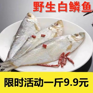新货咸白鳞鱼白鳓鱼渔民自制咸鱼干特产风干曹白鱼老式半干咸鱼