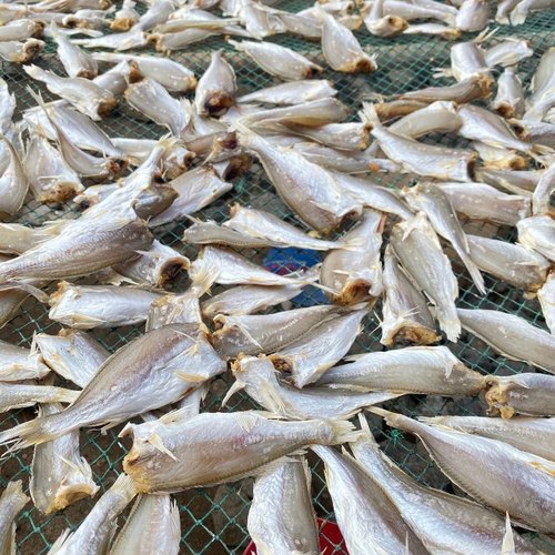 无头咸鱼干半干小黄鱼白姑鱼黄花鱼干渔民自制风干新鲜山东特产