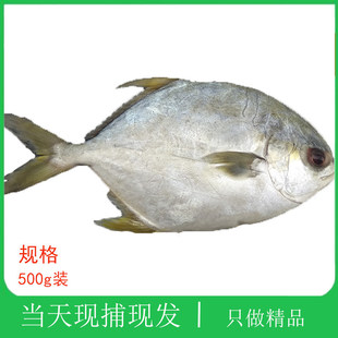 大连海鲜镜鱼新鲜年货送礼深海鱼金昌鱼平鱼礼盒冷冻扁鱼大金鲳鱼