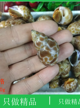 大连海鲜田螺野生扁玉螺海猪螺东风螺香螺小海螺猫眼螺冷冻大花螺