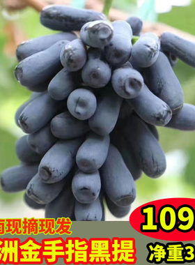 云南金手指葡萄甜蜜蓝宝石当季新鲜无籽美人指黑加仑黑提孕妇