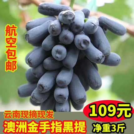 云南金手指葡萄甜蜜蓝宝石当季新鲜无籽美人指黑加仑黑提孕妇