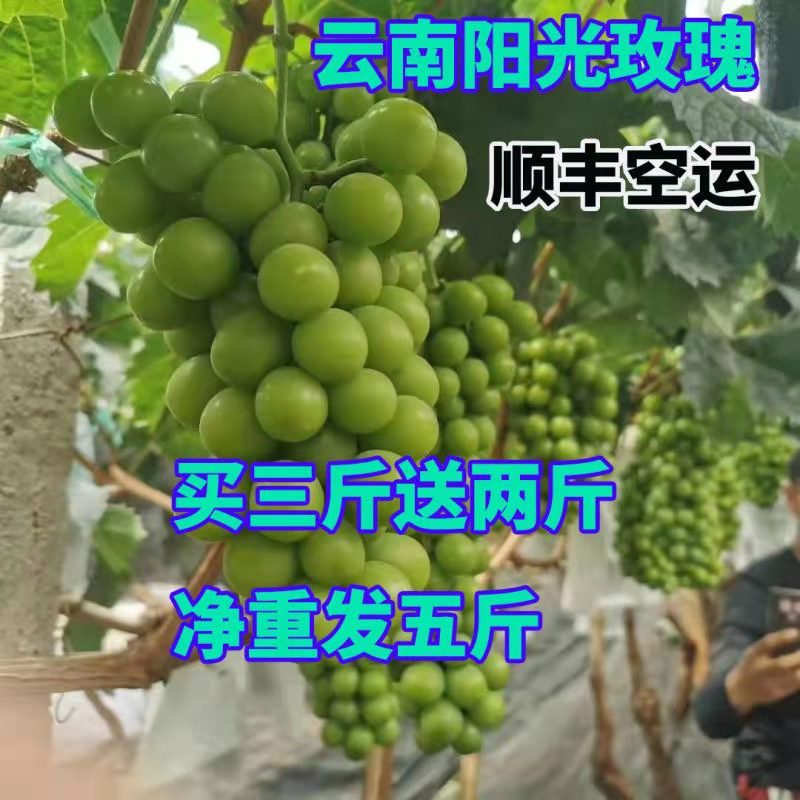 云南阳光玫瑰葡萄粉丝福利拍三发葡萄/提子