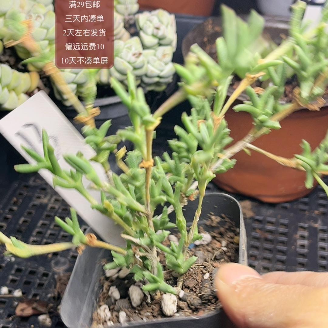 13舟叶枝干番杏满29包邮非偏远2天左右发货