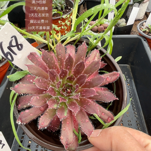 618长生草满29包邮非偏远2天左右发货