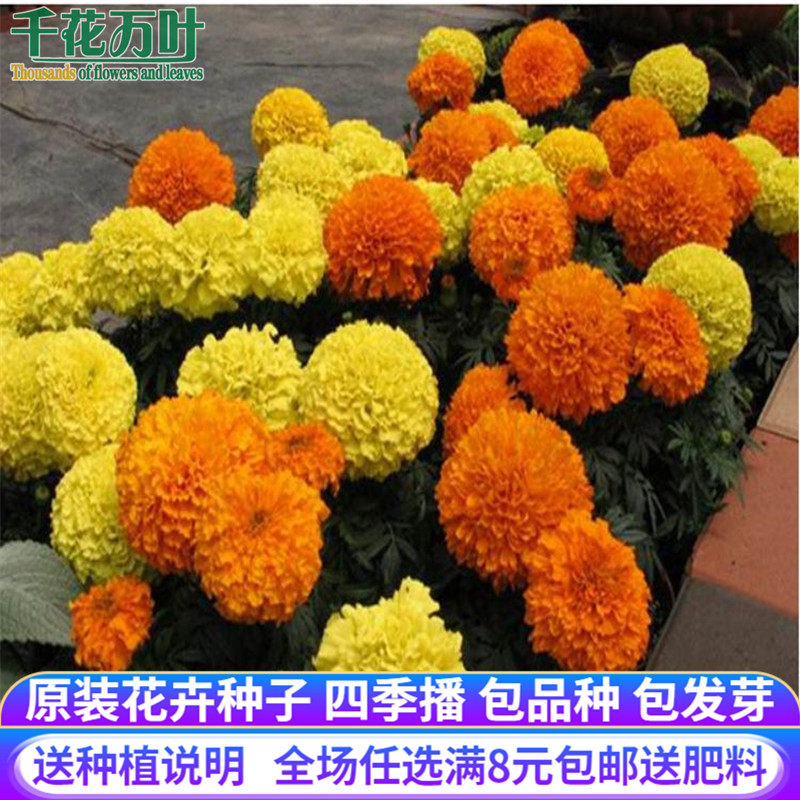 金盏菊盆栽价格 金盏菊盆栽图片 星期三