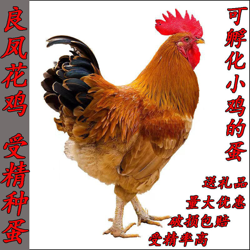 良凤花纯种大型品种肉鸡快大三黄鸡可孵化种蛋受精蛋新新鲜宠物鸡,宠物/宠物食品及用品,宠物鸡,淘宝优惠券,粉丝福利购,淘宝优惠卷