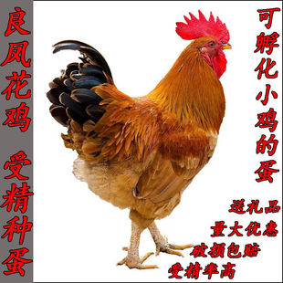 良凤花纯种大型品种肉鸡快大三黄鸡可孵化种蛋受精蛋新新鲜宠物鸡