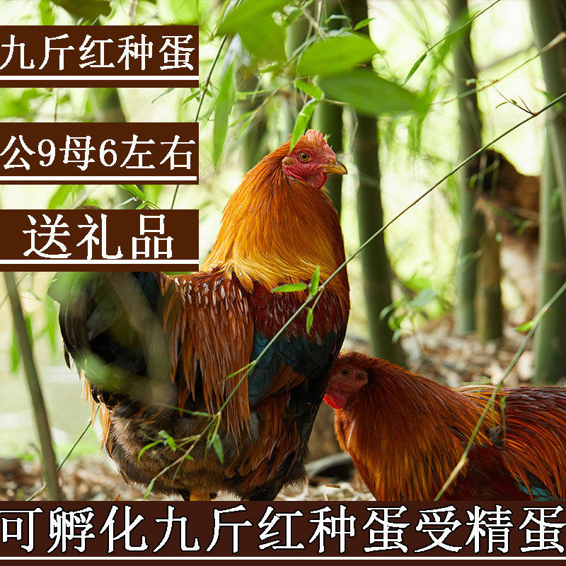 九斤红种蛋受精蛋包邮价九斤黄鸡土鸡蛋黄受精种蛋蛋鸡散养宠物鸡,宠物/宠物食品及用品,宠物鸡,淘宝优惠券,粉丝福利购,淘宝优惠卷