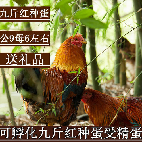 九斤红种蛋受精蛋包邮价九斤黄鸡土鸡蛋黄受精种蛋蛋鸡散养宠物鸡
